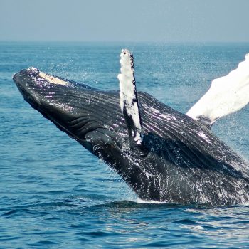 14. WHALE WATCHING IN STØ- ARCTIC GUIDE TOURS